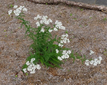 Yarrow in full bloom in the New Summer Pollinator Garden.