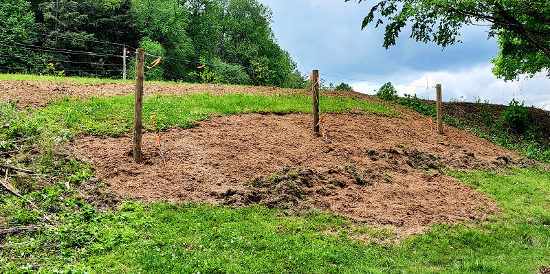 Muscadine Grapes & Blueberries Planted on the Picnic Area Hillside.