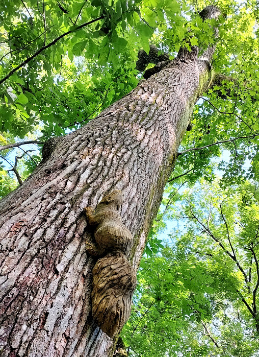 We're Nuts Over Our New Squirrels!