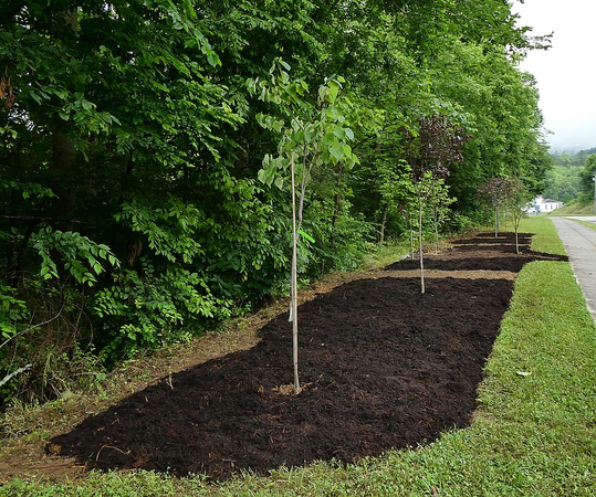 Redbud Trees Planted & Mulched