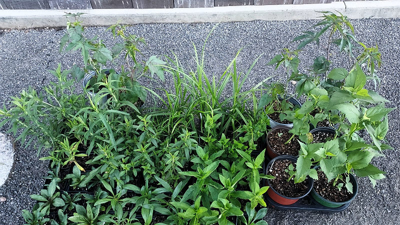 Plants Ready for Planting in the Rainwater Garden.