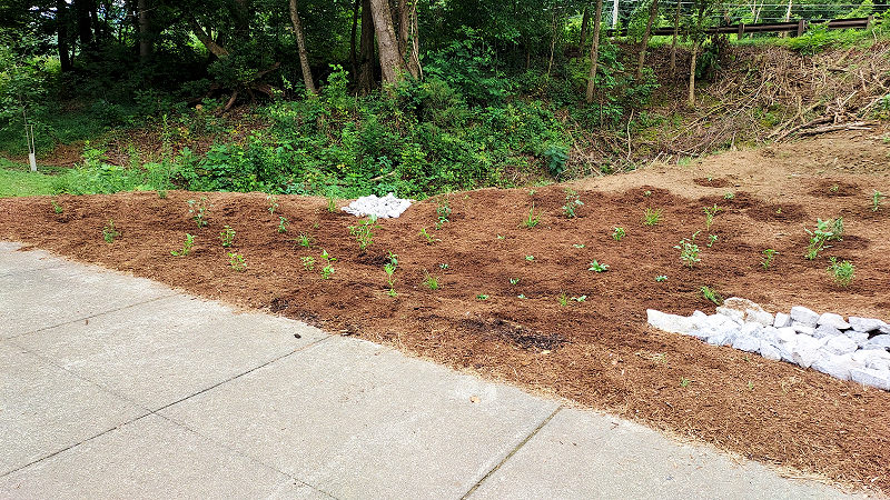 The Demonstration Rainwater Garden Immediately After Planting