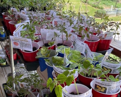 2022 Plant Sale at the GSM Heritage Center in Townsend, April 23